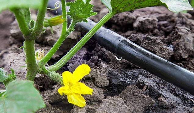 fertilizers